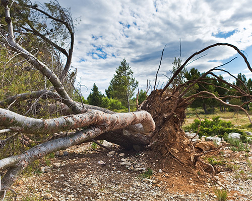 Tree Cleanup Box