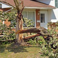 Tree cleanup