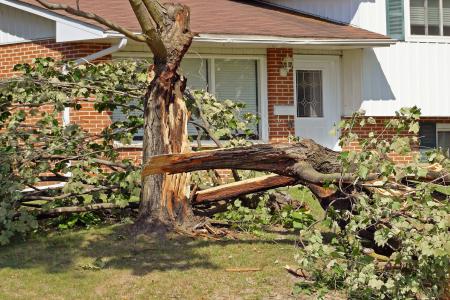 Tree cleanup